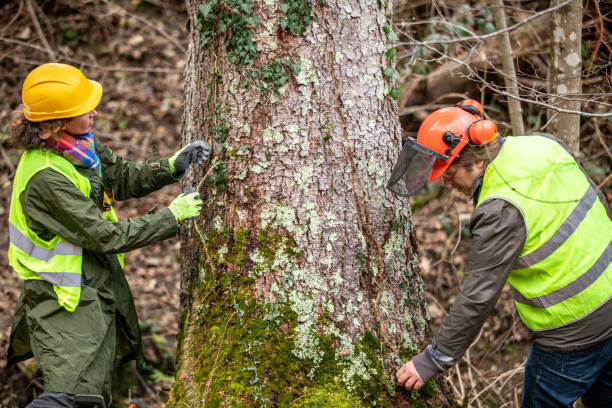 Best Tree Risk Assessment  in Lake Linden, MI